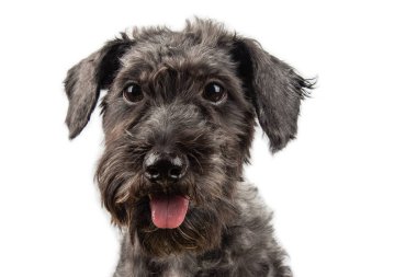  Portre Neşeli köpek yavrusu safkan köpek yavrusu beyaz arka planda..