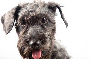  Portre Neşeli köpek yavrusu safkan köpek yavrusu beyaz arka planda..