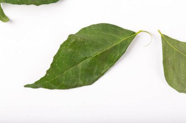 Beyaz arka plandaki taze köri yapraklarını kapat.