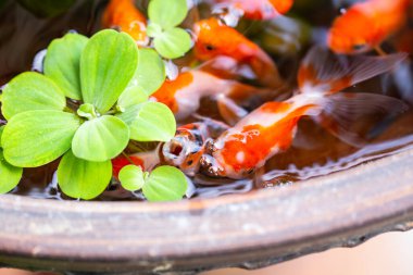 Küçük göldeki altın balıklar güzel küçük bahçelerde