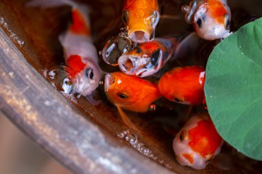 Küçük göldeki altın balıklar güzel küçük bahçelerde