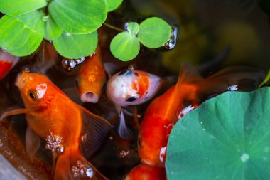 Küçük göldeki altın balıklar güzel küçük bahçelerde