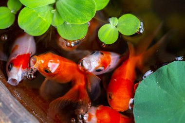 Küçük göldeki altın balıklar güzel küçük bahçelerde