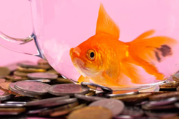 Coin and Gold fish inside a bowl . Time is money Concept, Business Concept.