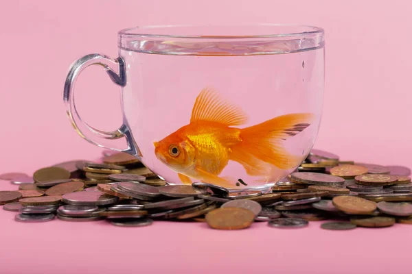 Coin and Gold fish inside a bowl . Time is money Concept, Business Concept.