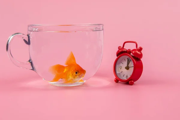 Orologio Rosso Pesce Dorato All Interno Una Ciotola Tempo Prezioso — Foto Stock