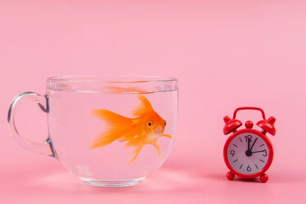 Red Alarm Clock and Gold fish inside a bowl . Time is valuable Concept, Business Concept.