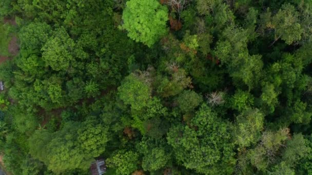 Aereo Drone Filmato Bellissimo Villaggio Rurale Con Foresta Verde Fiume — Video Stock