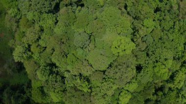 Borneo adasının çarpıcı, derin yağmur ormanlarının hava aracı görüntüleri..