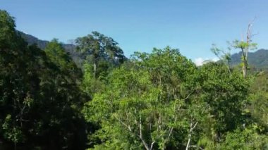 Borneo adasının çarpıcı, derin yağmur ormanlarının hava aracı görüntüleri..
