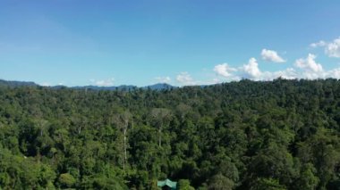 Borneo adasının çarpıcı, derin yağmur ormanlarının hava aracı görüntüleri..