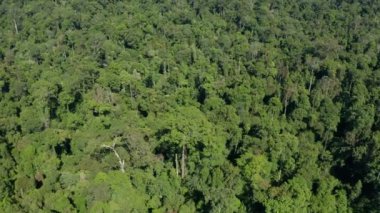 Borneo adasının çarpıcı, derin yağmur ormanlarının hava aracı görüntüleri..