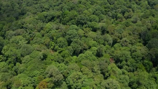 Съемка Беспилотника Потрясающей Красотой Тропических Джунглей Острова Борнео — стоковое видео