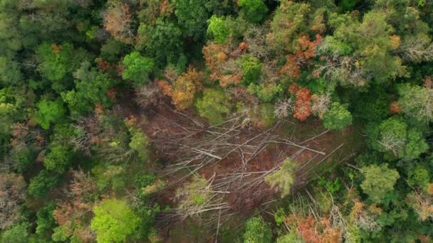 Drohnenaufnahmen Vom Atemberaubend Schönen Tiefen Regenwald Dschungel Der Insel Borneo — Stockvideo