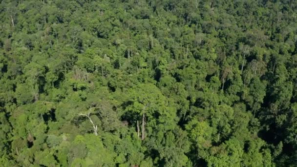 Aerial Drone Felvételek Lenyűgöző Gyönyörű Mély Esőerdő Dzsungel Borneo Sziget — Stock videók
