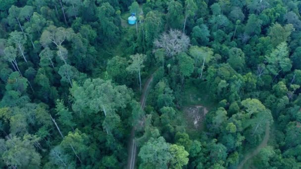 Відео Повітряного Дрону Вражаючих Красивих Глибоких Джунглів Тропічних Лісів Острова — стокове відео