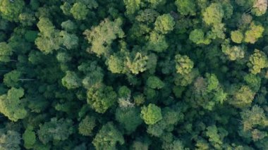 Borneo adasının çarpıcı, derin yağmur ormanlarının hava aracı görüntüleri..
