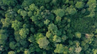Borneo adasının çarpıcı, derin yağmur ormanlarının hava aracı görüntüleri..