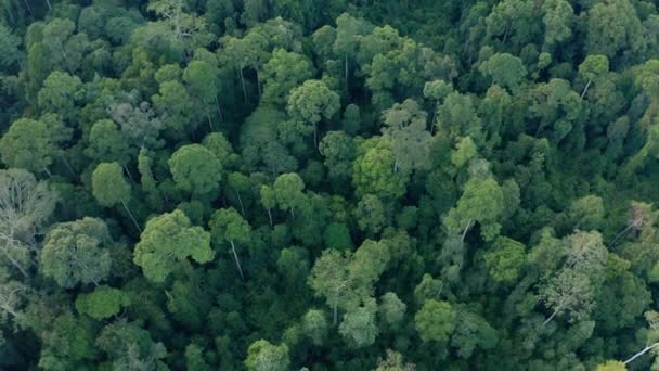 Съемка Беспилотника Потрясающей Красотой Тропических Джунглей Острова Борнео — стоковое видео