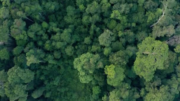 Imágenes Aéreas Drones Impresionante Selva Profunda Selva Borneo Isla — Vídeo de stock