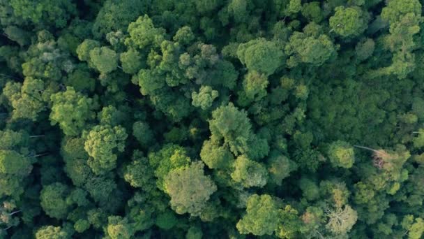 Borneo Adasının Çarpıcı Derin Yağmur Ormanlarının Hava Aracı Görüntüleri — Stok video