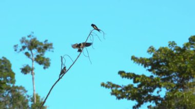 Dalların üzerinde duran doğa kuşu.
