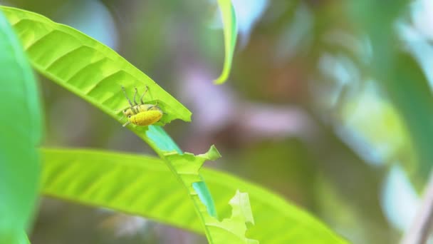 Imagens Natureza Insetos Acasalando Ramo — Vídeo de Stock