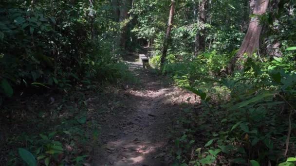 Naturaleza Selva Profunda Con Hojas Verdes Balancean Del Viento Con — Vídeos de Stock