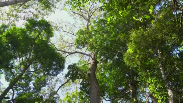 Nature jungle profonde avec des feuilles vertes balancent du vent avec fond d'arbre vert et bokeh lumière et plancher en bois 