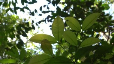 Yeşil yaprakları rüzgardan sarkan, yeşil ağaç zeminli, bokeh ışıklı ve ahşap zeminli doğa derin ormanları.