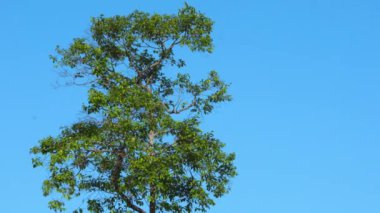 Yeşil yaprakları rüzgardan sarkan, yeşil ağaç zeminli, bokeh ışıklı ve ahşap zeminli doğa derin ormanları.