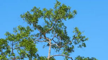 Yeşil yaprakları rüzgardan sarkan, yeşil ağaç zeminli, bokeh ışıklı ve ahşap zeminli doğa derin ormanları.