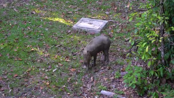 Grupo Javali Selva Sabah Bornéu — Vídeo de Stock