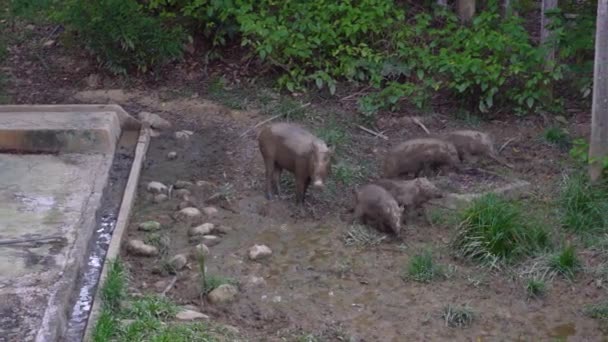 Grupp Vildsvin Djungeln Sabah Borneo — Stockvideo