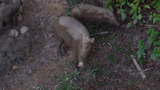 Groep Wilde Zwijnen Jungle Sabah Borneo — Stockvideo