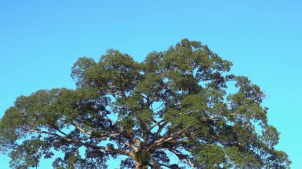 Naturaleza Selva Profunda Con Hojas Verdes Balancean Del Viento Con — Vídeos de Stock