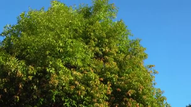 Natur Tiefen Dschungel Mit Grünen Blättern Schwanken Vom Wind Mit — Stockvideo