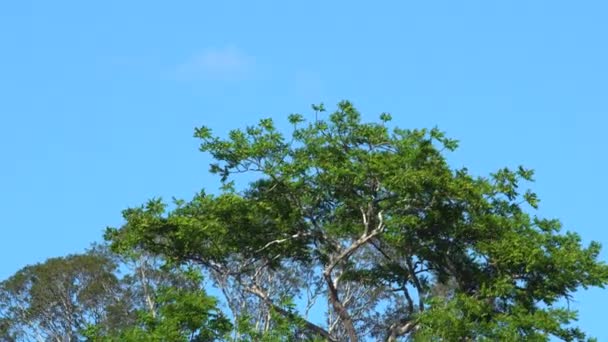 Příroda Hluboká Džungle Zelenými Listy Houpat Větru Zeleným Stromem Pozadí — Stock video