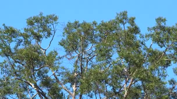 Φύση Βαθιά Ζούγκλα Πράσινα Φύλλα Ταλαντεύεται Από Τον Άνεμο Πράσινο — Αρχείο Βίντεο