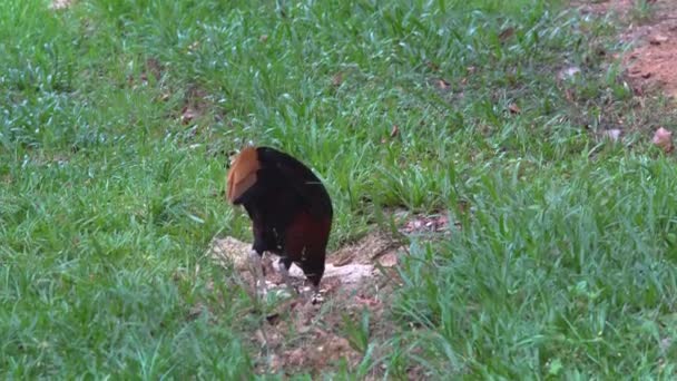 Borneo Crested Fireback Den Sällsynta Fågeln Som Bor Borneo Djungel — Stockvideo