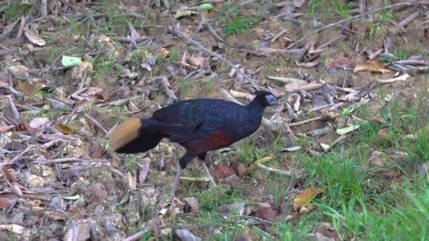 Borneo Crested Fireback Raro Pájaro Que Vive Selva Borneo — Vídeos de Stock