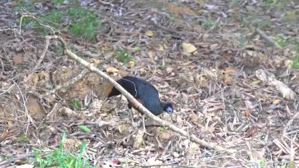Borneo Crested Fireback Ist Der Seltene Vogel Der Dschungel Von — Stockvideo