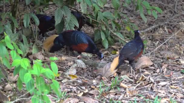 Borneo Crested Fireback Den Sällsynta Fågeln Som Bor Borneo Djungel — Stockvideo