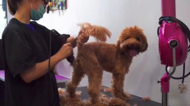 Kota Kinabalu, Sabah, Malezya-10 Mart 2020: Kota Kinabalu, Sabah, Malezya 'daki evcil hayvan salonunda güzel genç bayan profesyonel köpek tımar edici köpek yavrusu