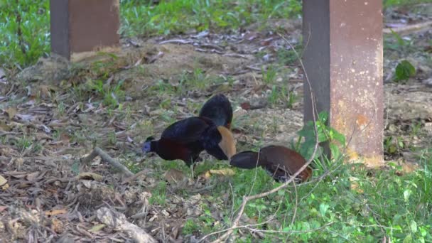 Borneo Crested Fireback Den Sällsynta Fågeln Som Bor Borneo Djungel — Stockvideo