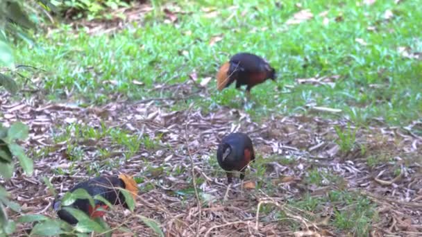 Borneo Crested Fireback Den Sällsynta Fågeln Som Bor Borneo Djungel — Stockvideo