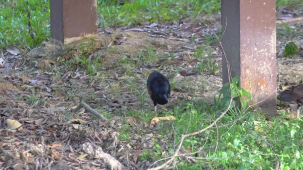 Borneo Crested Fireback Zeldzame Vogel Die Leeft Borneo Jungle — Stockvideo