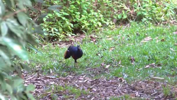 Borneo Crested Fireback Zeldzame Vogel Die Leeft Borneo Jungle — Stockvideo