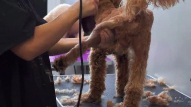 Kota Kinabalu, Sabah, Malezya-10 Mart 2020: Kota Kinabalu, Sabah, Malezya 'daki evcil hayvan salonunda güzel genç bayan profesyonel köpek tımar edici köpek yavrusu