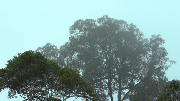 Tropischer Regenwald Wunderschöne Naturlandschaft Saftiger Immergrüner Dschungel Mit Dichtem Regenwald — Stockvideo